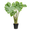 Alocasia Portadora M