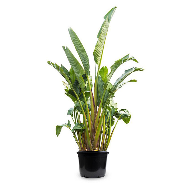 Strelitzia Nicolai KingSize