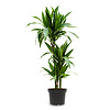 Dracaena Janet L