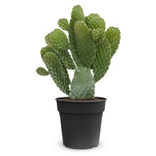 Opuntia