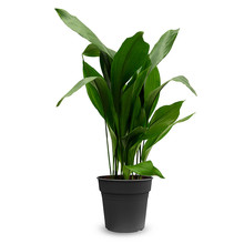 Aspidistra