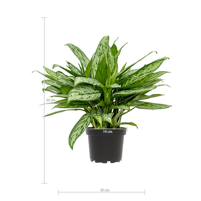 Aglaonema Maria Christina