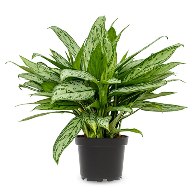 Aglaonema Maria Christina