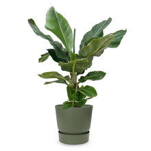 Elho Bananenplant in greenville pot M