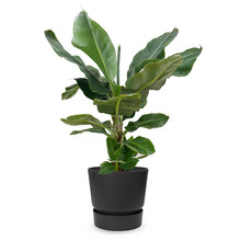 Elho Bananenplant in greenville pot M