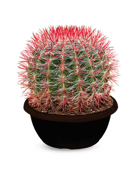 Ferocactus