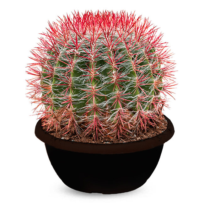 Ferocactus Stainesii