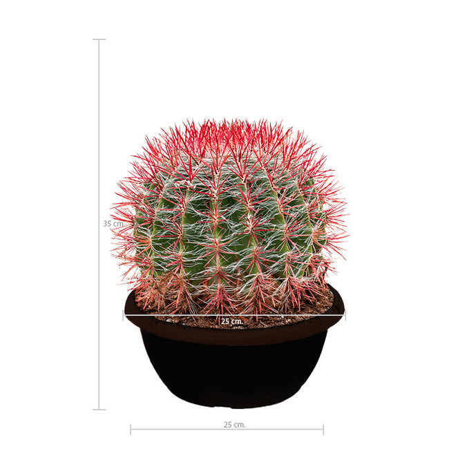 Ferocactus Stainesii