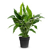 Spathiphyllum Lepelplant L