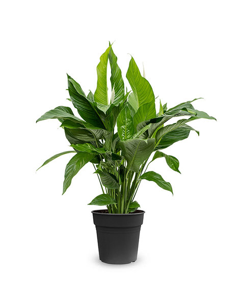 Spathiphyllum