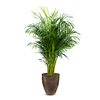 Goudpalm Areca M  in Oester pot