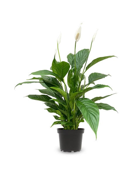 Spathiphyllum