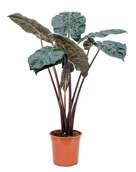 Alocasia