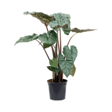 Alocasia