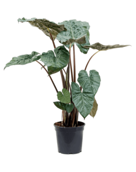 Alocasia