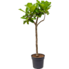 Ficus Lyrata op stam