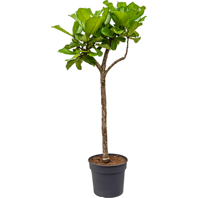 Ficus Lyrata op stam