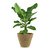 Musa Bananenplant in Jip pot