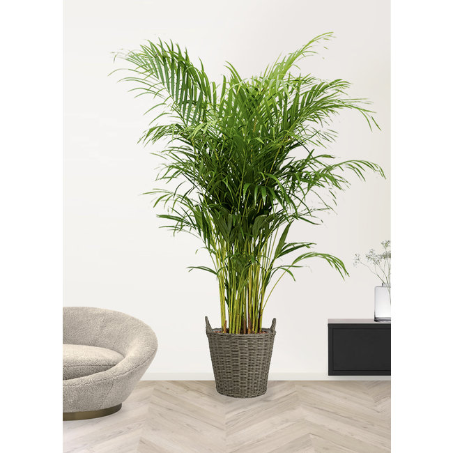 Goudpalm Areca XXXL in Nanna pot