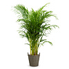 Goudpalm Areca XXXL in Nanna pot