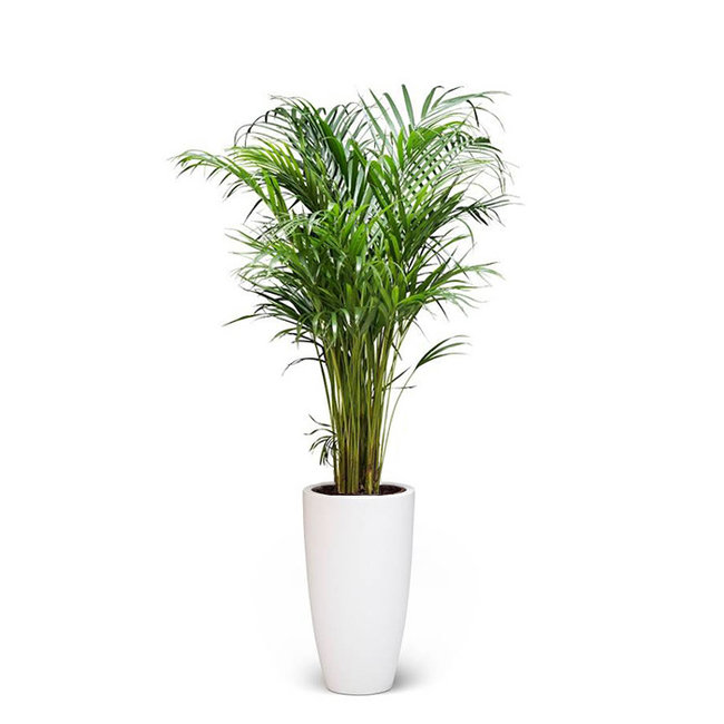 Goudpalm Areca In Pure Soft High