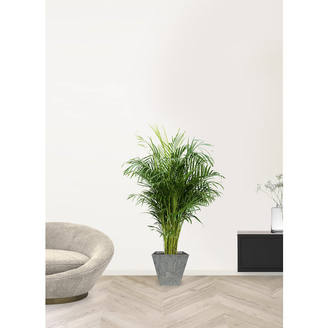 Goudpalm Areca in Artstone