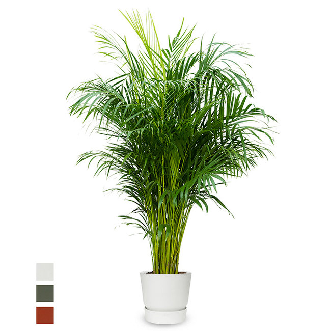 Goudpalm areca in greenville pot