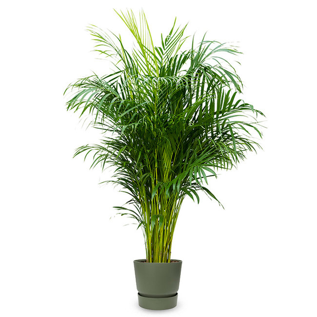 Goudpalm areca in greenville pot