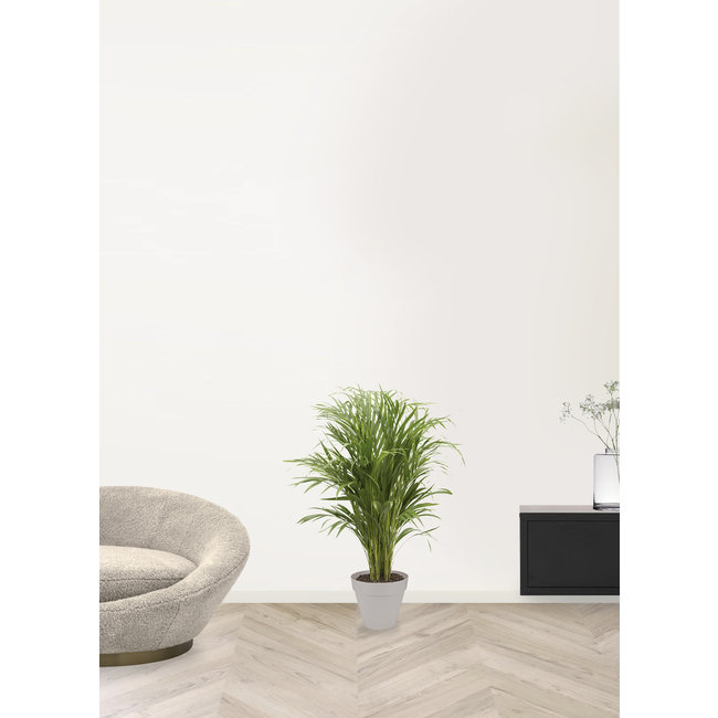 Goudpalm Urban S