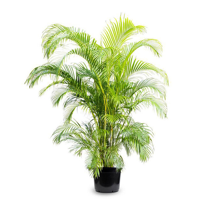 Goudpalm Areca KingSize