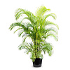 Goudpalm Areca Kingsize in Pure Rond