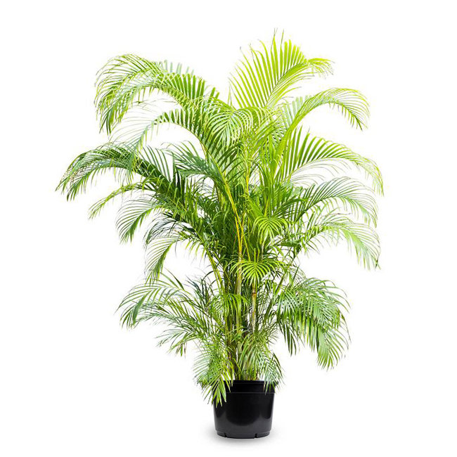 Goudpalm Areca Kingsize in Pure Rond
