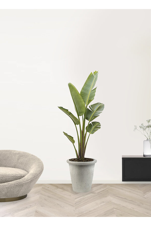 Strelitzia Nicolai XL in Grigio  Wit Pot
