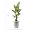 Strelitzia Nicolai XL in Grigio  Wit Pot