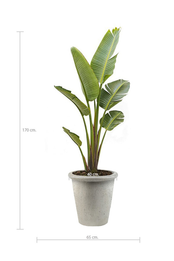 Strelitzia Nicolai XL in Grigio  Wit Pot