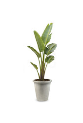 Strelitzia Nicolai XL in Grigio  Wit Pot