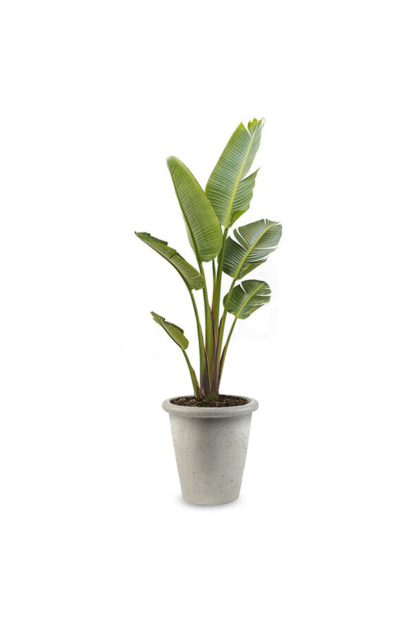 Strelitzia Nicolai XL in Grigio  Wit Pot