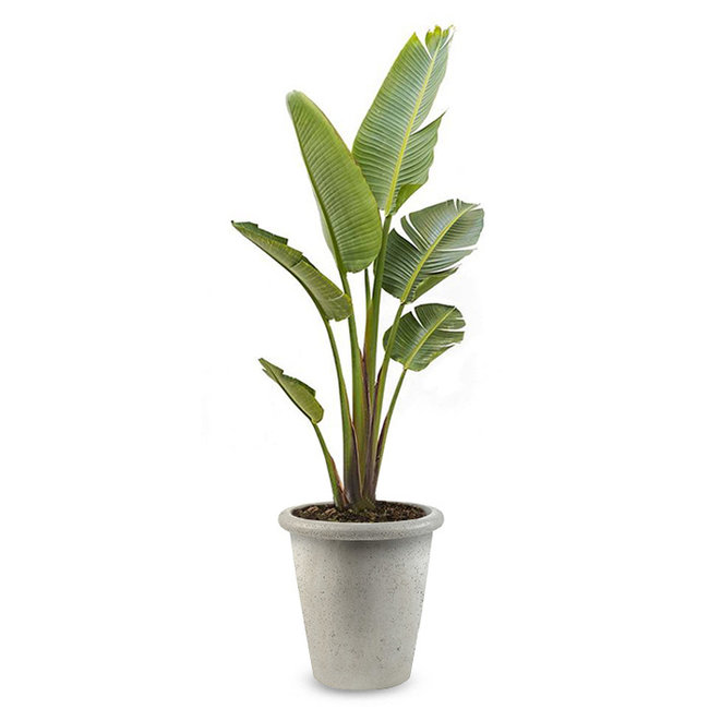 Strelitzia Nicolai XL in Grigio  Wit Pot