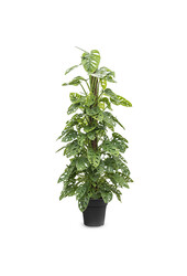 Monstera Obliqua mosstok