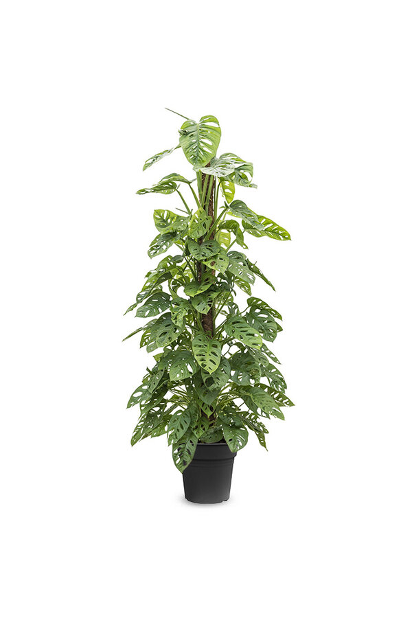 Monstera Obliqua mosstok