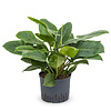 Hydroplant Philodendron imperial green