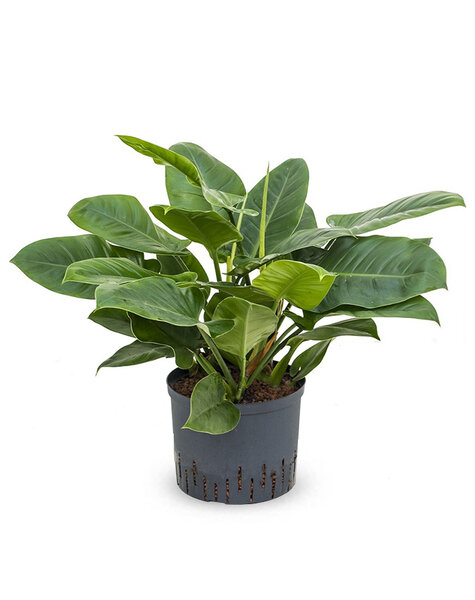 Hydroplant Philodendron