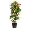 Croton Wonderstruik Iceton XXL