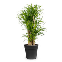 Dracaena Small Leaves L