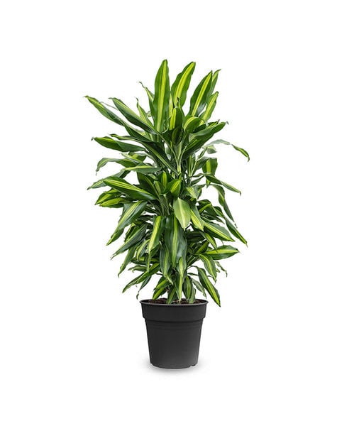 Dracaena