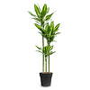 Dracaena Cintho Carroussel L