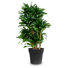 Dracaena