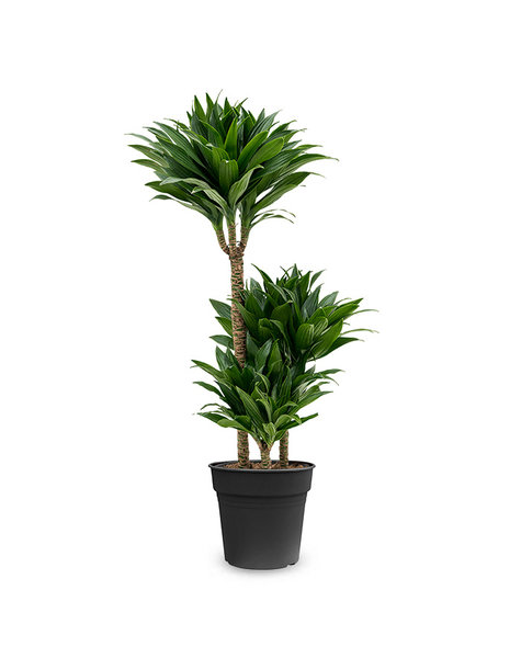 Dracaena