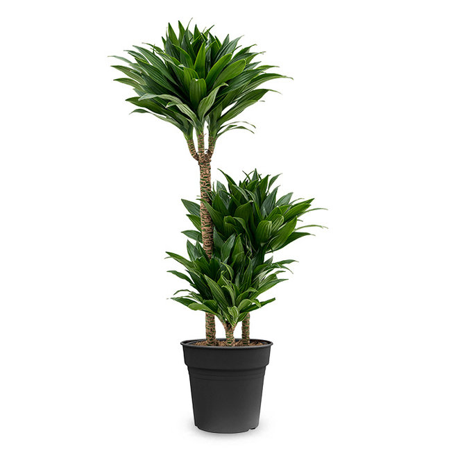 Dracaena Compacta L