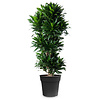 Dracaena Compacta XL